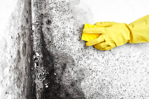 Why You Should Choose Our Mold Remediation Services in Sandy Oaks, TX